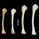 Imagen para el artículo titulado Esta ave se extinguió hace 136.000 años, y la evolución la trajo de vuelta